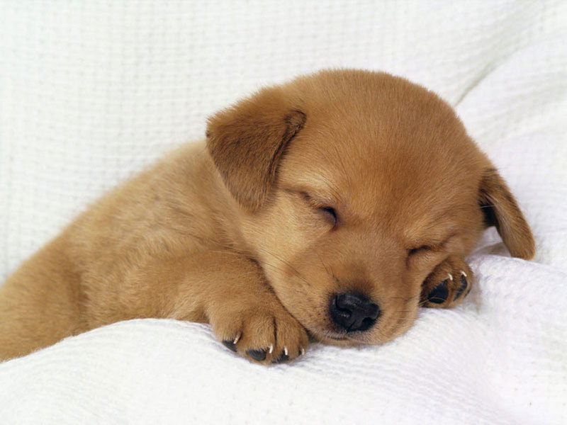 sleepy dog; DISPLAY FULL IMAGE.