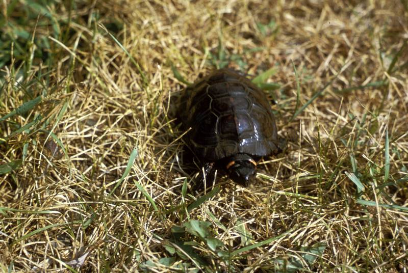 Bog Turtle (Clemmys muhlenbergii) {!--미국늪거북-->; DISPLAY FULL IMAGE.