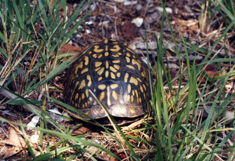 Eastern Box Turtle (Terrapene carolina) {!--캐롤라이나상자거북-->; DISPLAY FULL IMAGE.