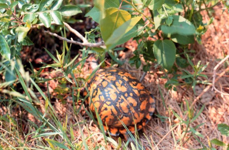 Eastern Box Turtle (Terrapene carolina) {!--캐롤라이나상자거북-->; DISPLAY FULL IMAGE.