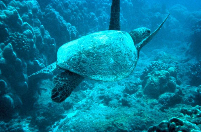 Green Sea Turtle (Chelonia mydas) {!--바다거북-->; DISPLAY FULL IMAGE.