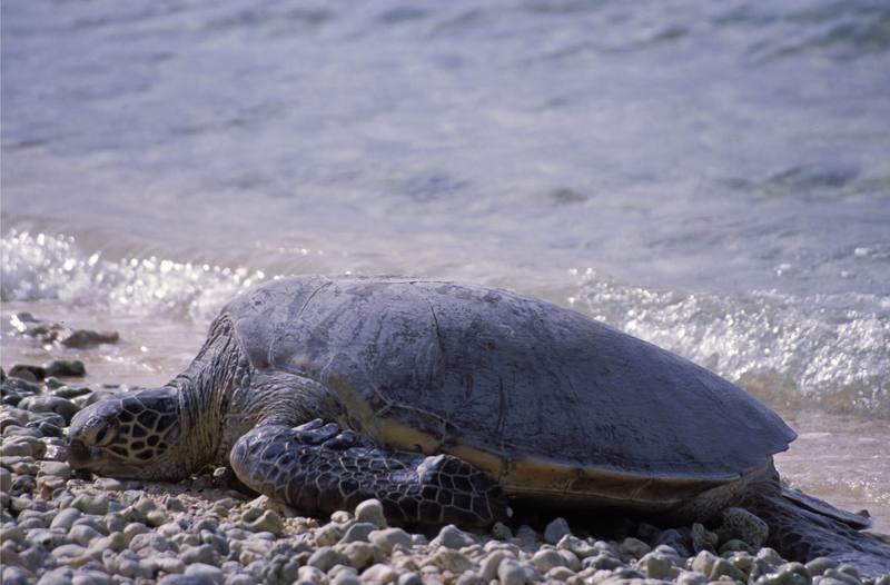 Green Sea Turtle (Chelonia mydas) {!--바다거북-->; DISPLAY FULL IMAGE.