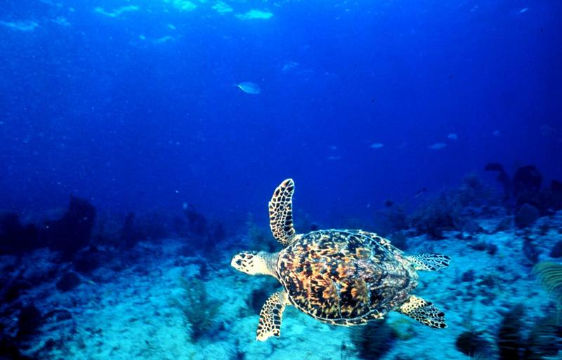 Hawksbill Sea Turtle (Eretmochelys imbricata) {!--매부리거북,대모거북(玳瑁--)-->; DISPLAY FULL IMAGE.