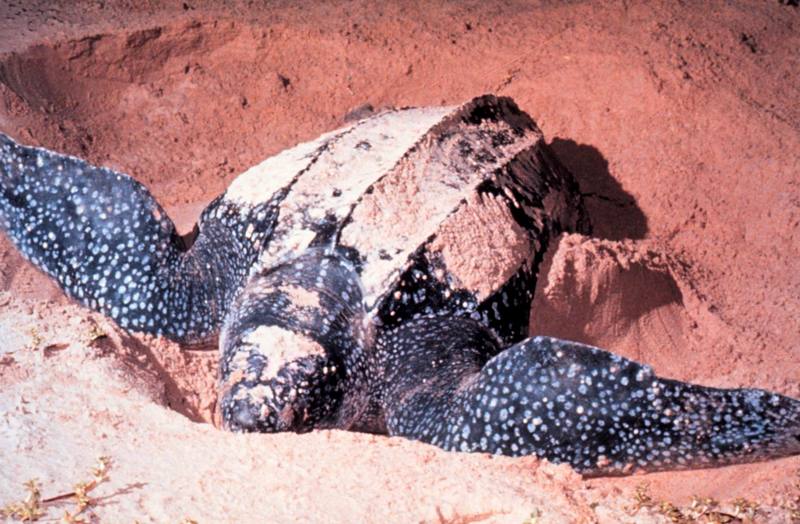 Leatherback Sea Turtle (Dermochelys coriacea) {!--장수거북-->; DISPLAY FULL IMAGE.