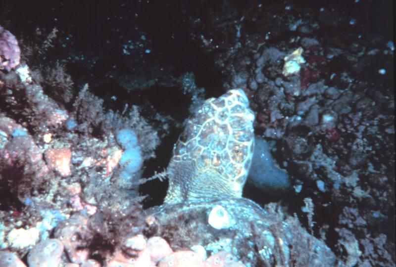 Loggerhead Sea Turtle (Caretta caretta) {!--붉은바다거북-->; DISPLAY FULL IMAGE.