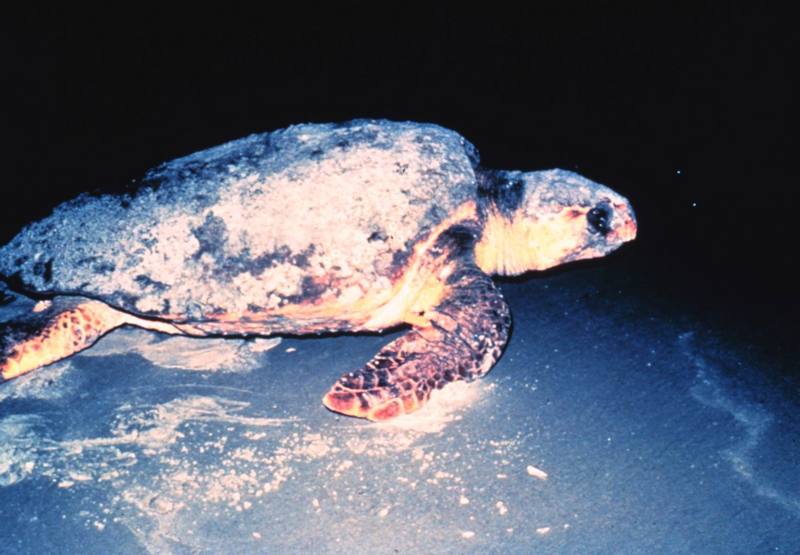 Loggerhead Sea Turtle (Caretta caretta) {!--붉은바다거북-->; DISPLAY FULL IMAGE.