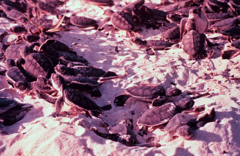 Loggerhead Sea Turtle hatchlings (Caretta caretta) {!--붉은바다거북-->; DISPLAY FULL IMAGE.