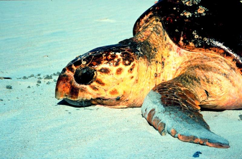 Loggerhead Sea Turtle (Caretta caretta) {!--붉은바다거북-->; DISPLAY FULL IMAGE.