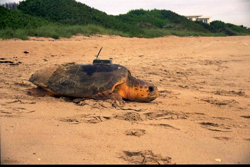 Loggerhead Sea Turtle (Caretta caretta) {!--붉은바다거북-->; DISPLAY FULL IMAGE.