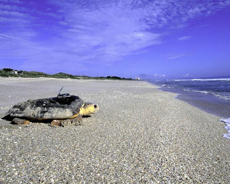 Loggerhead Sea Turtle (Caretta caretta) {!--붉은바다거북-->; DISPLAY FULL IMAGE.