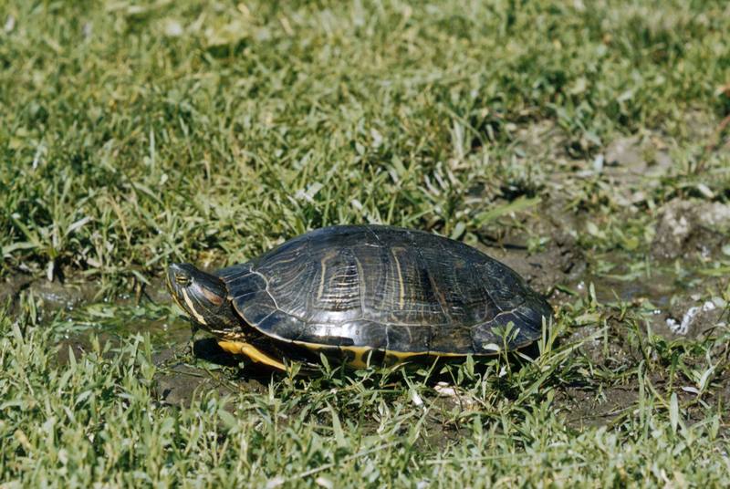 Painted Turtle (Chrysemys picta) {!--비단거북-->; DISPLAY FULL IMAGE.