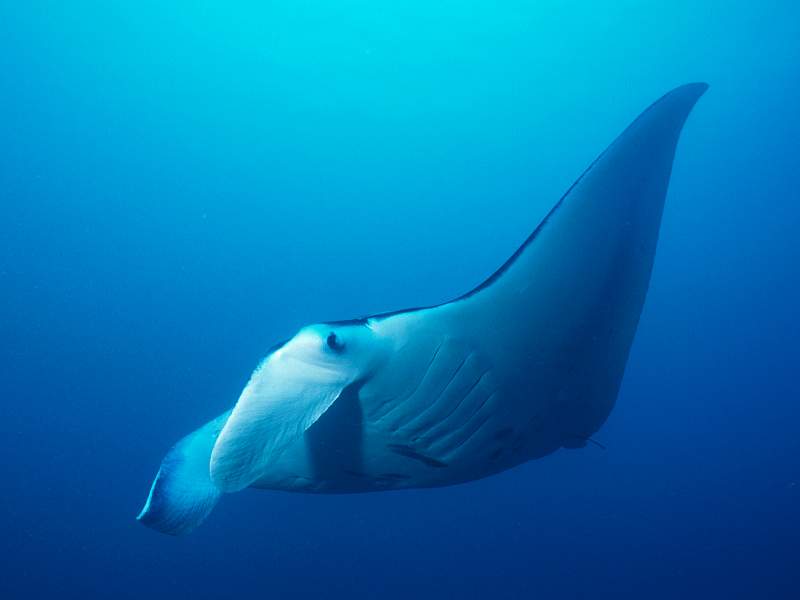 [Gallery CD01] Manta Ray, Yap, Micronesia; DISPLAY FULL IMAGE.