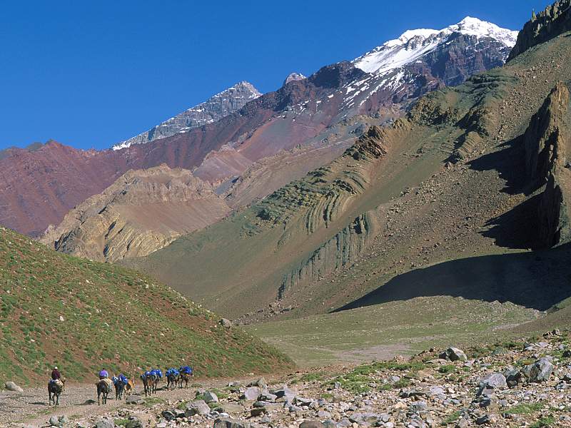 [Gallery CD01] Mule Supply Caravan, Aconcagua, Argentina; DISPLAY FULL IMAGE.