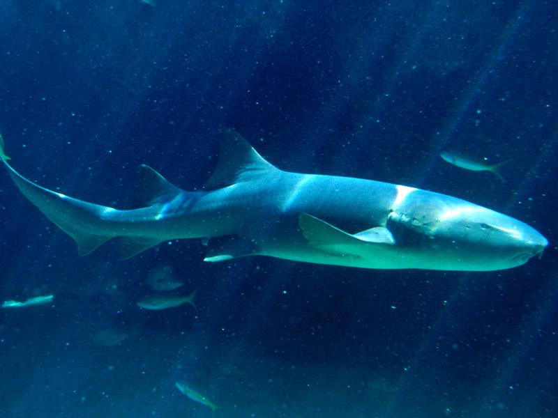 [Gallery CD01] Nurse Shark; DISPLAY FULL IMAGE.