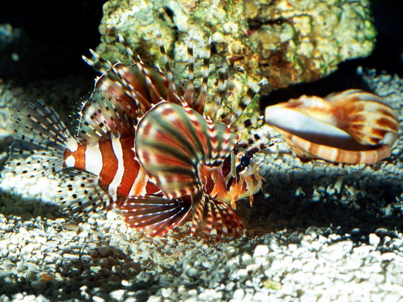 [Gallery CD01] On Patrol Lionfish; DISPLAY FULL IMAGE.