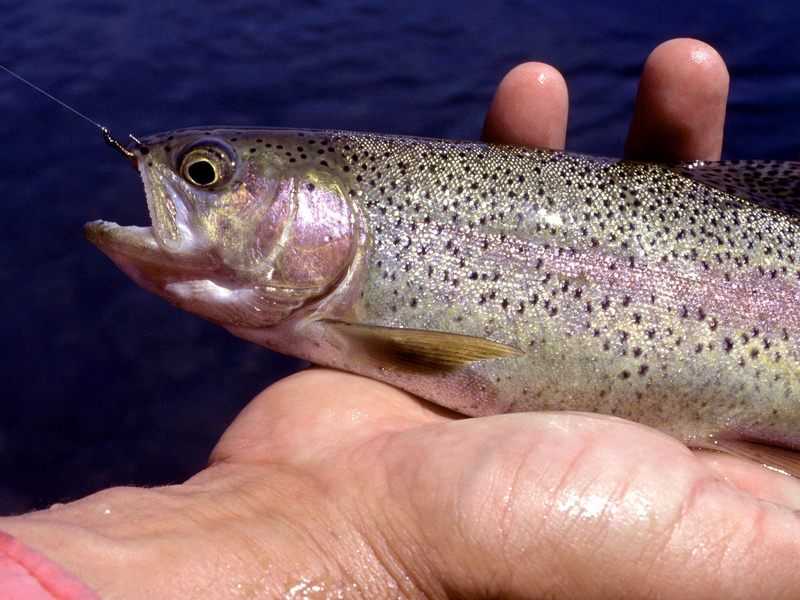 [Gallery CD01] Salmon, On the Hook; DISPLAY FULL IMAGE.