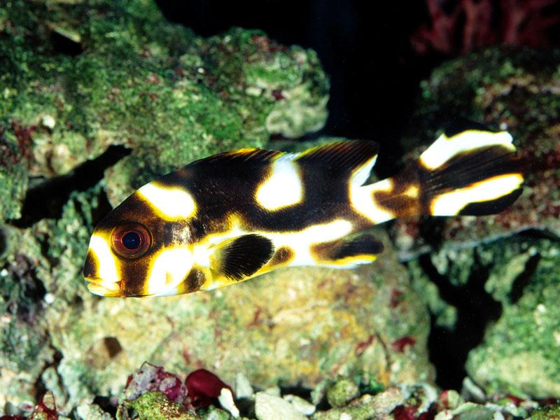[Gallery CD01] Oriental Sweetlips; DISPLAY FULL IMAGE.