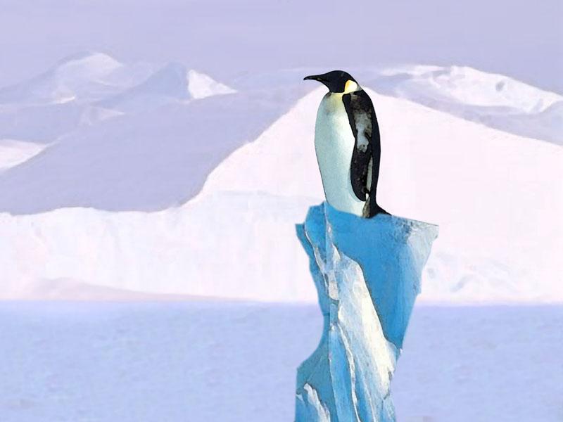 [Gallery CD01] Penguin Perch; DISPLAY FULL IMAGE.