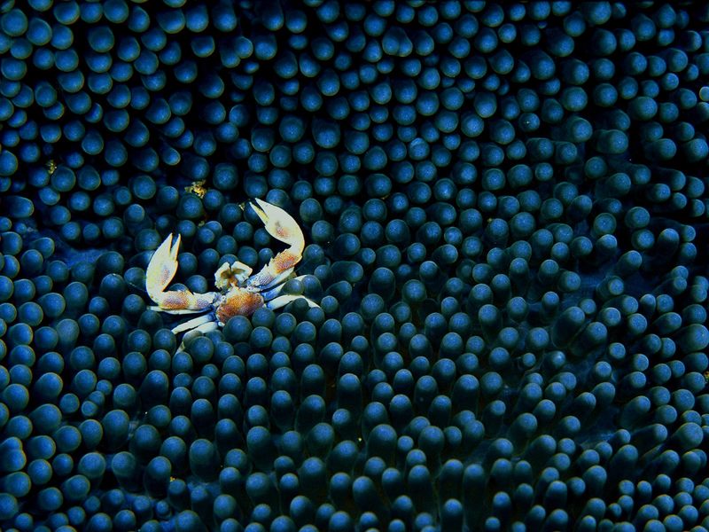 [Gallery CD01] Porcelain Crab, Beqa Lagoon, Fiji; DISPLAY FULL IMAGE.