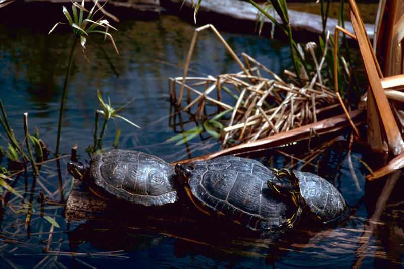 Red-eared Pond Slider line (Trachemys scripta elegans) {!--붉은귀거북(청거북 아종)-->; DISPLAY FULL IMAGE.