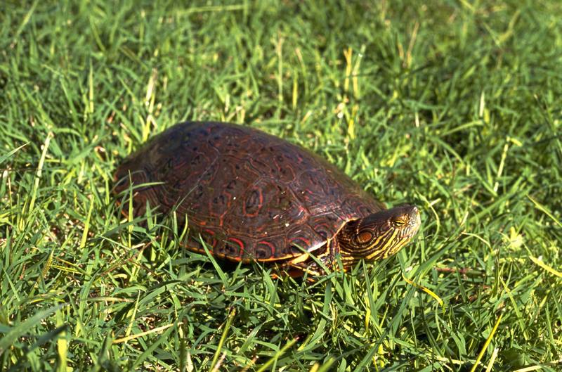 Big Bend Slider on grass (Trachemys gaigeae) {!--물결거북-->; DISPLAY FULL IMAGE.