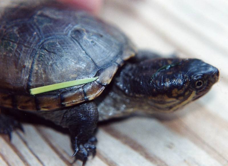 (Common) Eastern Mud Turtle (Kinosternon subrubrum) {!--동부진흙거북-->; DISPLAY FULL IMAGE.