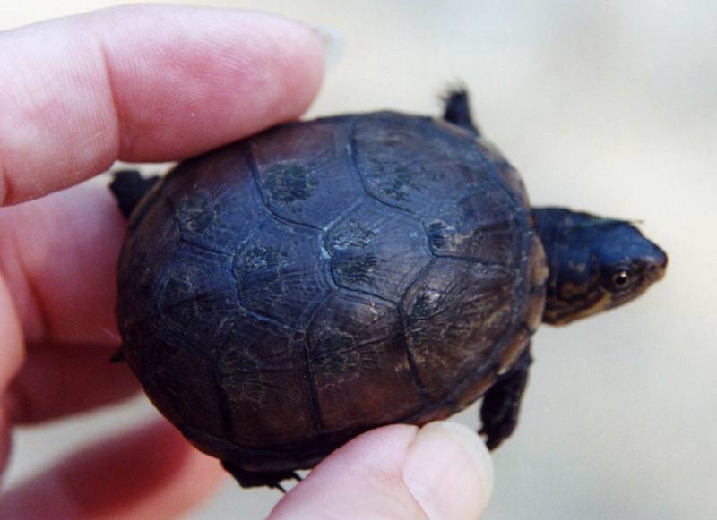 (Common) Eastern Mud Turtle (Kinosternon subrubrum) {!--동부진흙거북-->; DISPLAY FULL IMAGE.