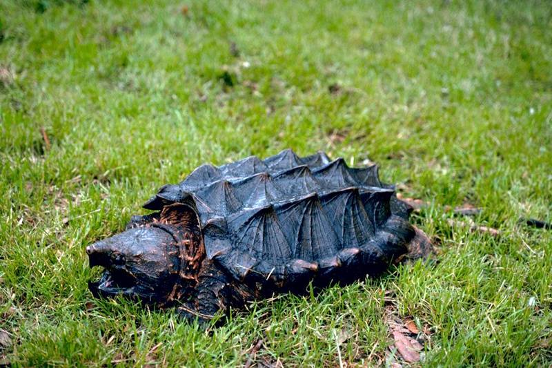 Alligator Snapping Turtle (Macrochelys temminckii) {!--악어거북-->; DISPLAY FULL IMAGE.