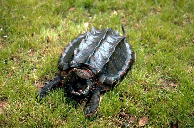 Alligator Snapping Turtle (Macrochelys temminckii) {!--악어거북-->; DISPLAY FULL IMAGE.