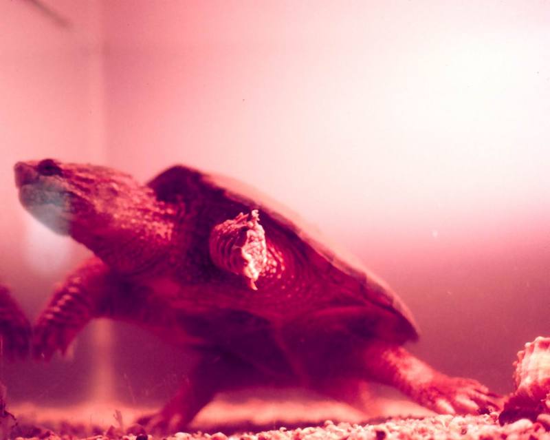 Common Snapping Turtle (Chelydra serpentina) {!--늑대거북-->; DISPLAY FULL IMAGE.