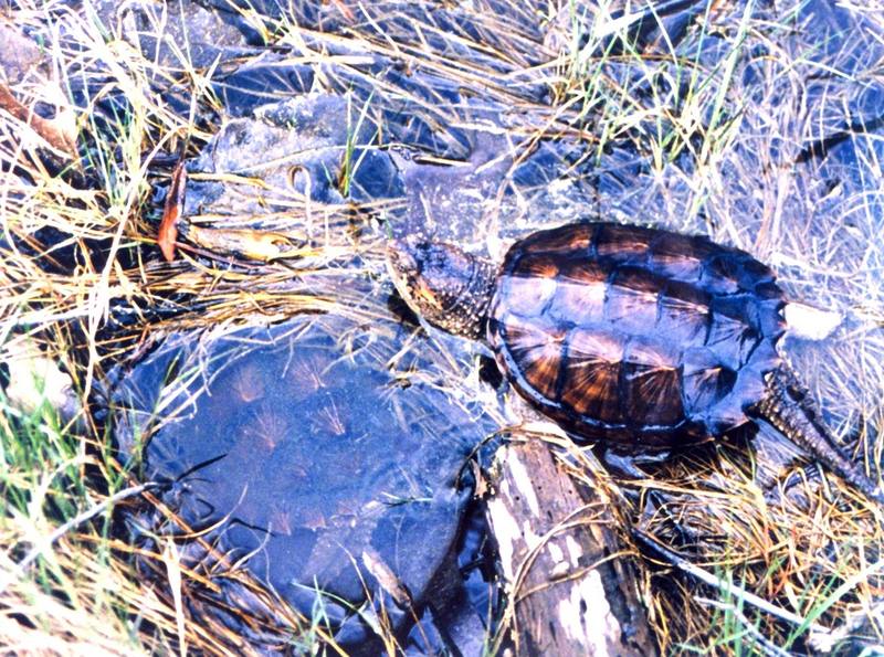 Young Alligator Snapping Turtles (Macrochelys temminckii) {!--악어거북-->; DISPLAY FULL IMAGE.