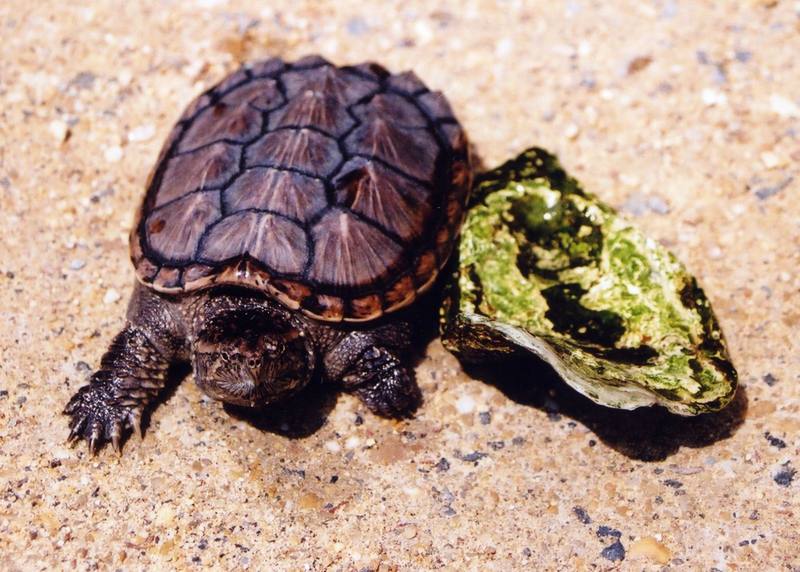 Common Snapping Turtle (Chelydra serpentina) {!--늑대거북-->; DISPLAY FULL IMAGE.