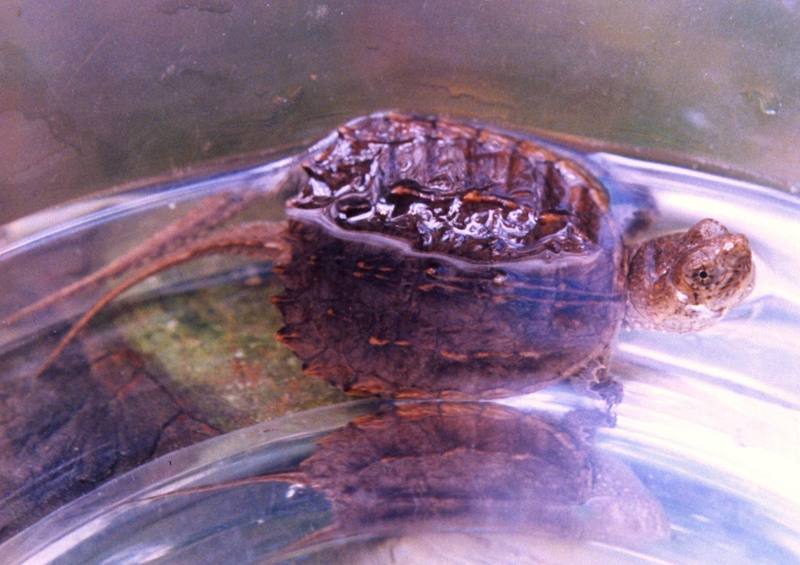 Common Snapping Turtle (Chelydra serpentina) {!--늑대거북-->; DISPLAY FULL IMAGE.