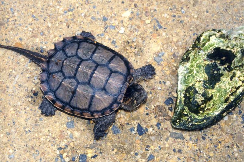 Alligator Snapping Turtle (Macrochelys temminckii) {!--악어거북-->; DISPLAY FULL IMAGE.