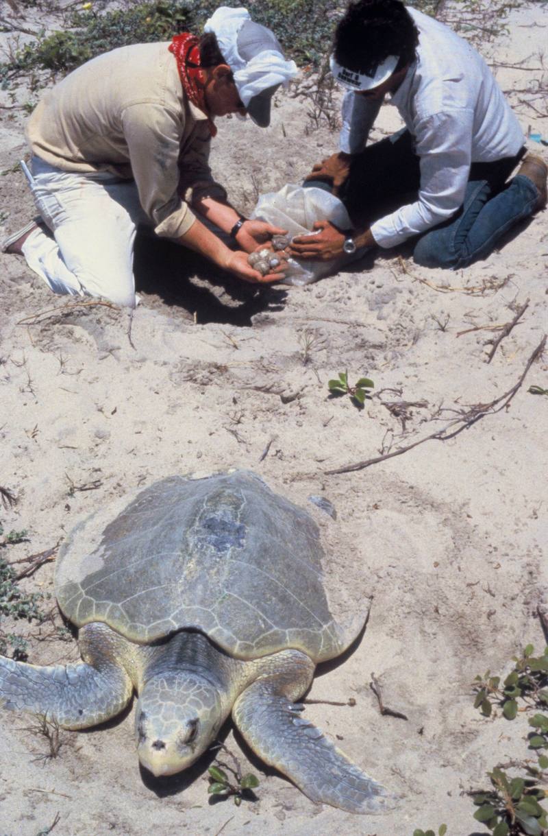 Kemp's Ridley Sea Turtle (Lepidochelys kempii) {!--대서양각시바다거북-->; DISPLAY FULL IMAGE.