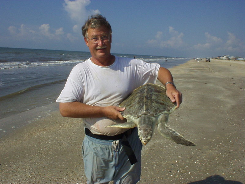 Kemp's Ridley Sea Turtle (Lepidochelys kempii) {!--대서양각시바다거북-->; DISPLAY FULL IMAGE.