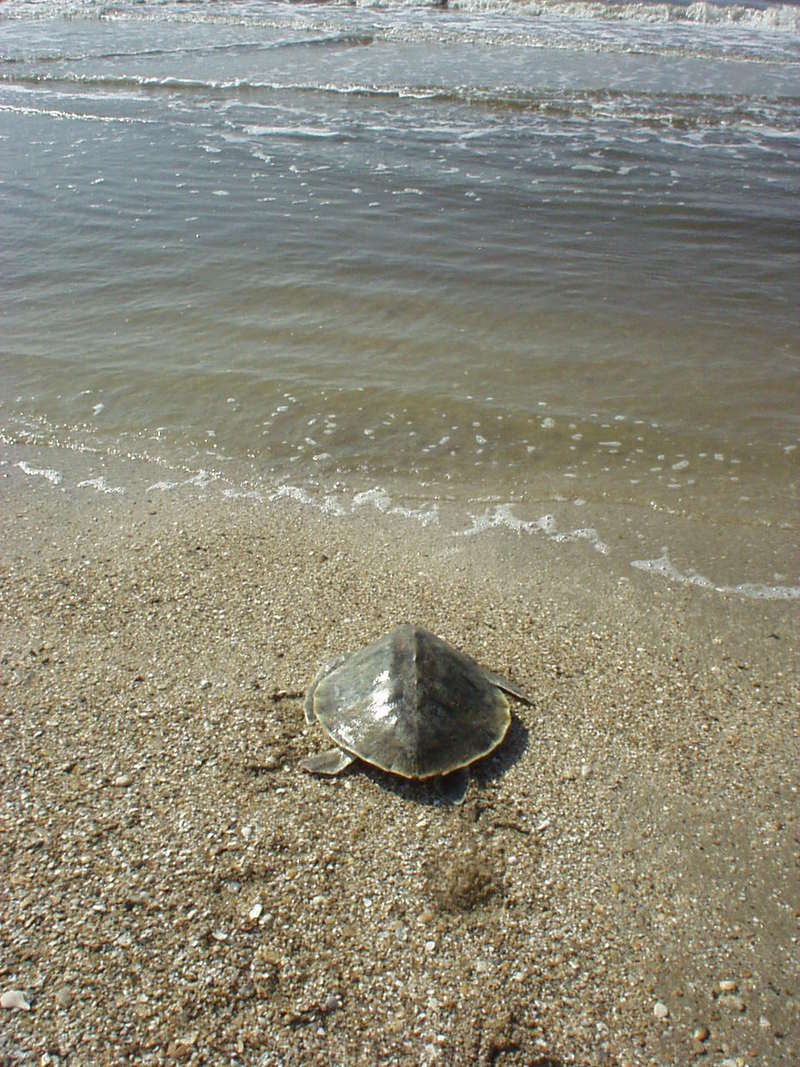 Kemp's Ridley Sea Turtle (Lepidochelys kempii) {!--대서양각시바다거북-->; DISPLAY FULL IMAGE.