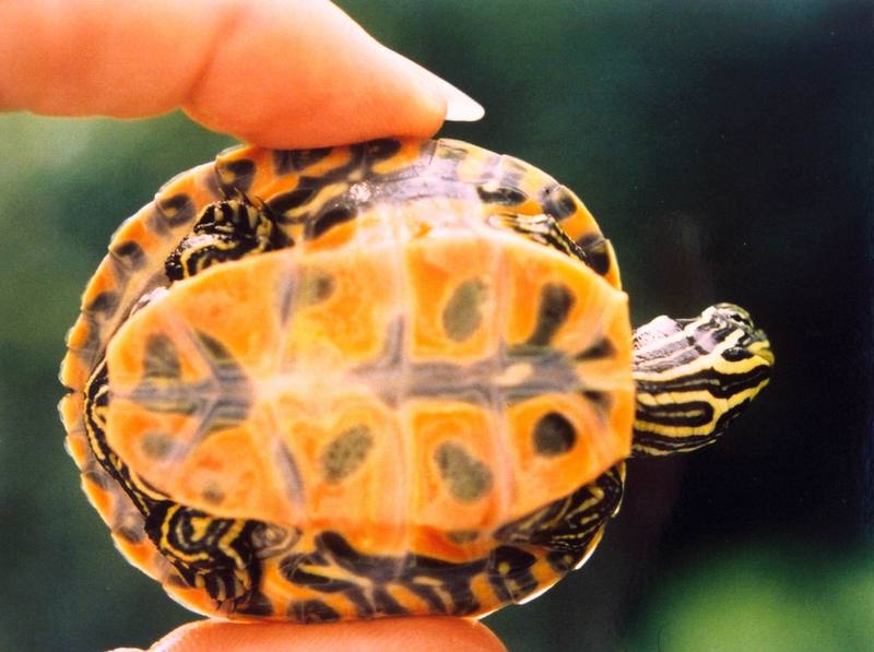 Eastern Redbelly Turtle (Pseudemys rubriventris rubriventris) {!--아메리카붉은배거북-->; DISPLAY FULL IMAGE.