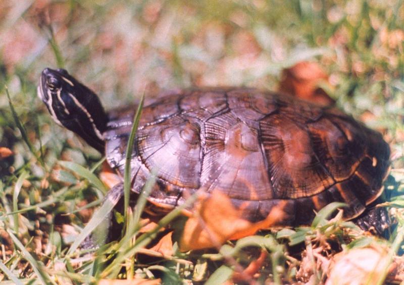 Eastern Redbelly Turtle (Pseudemys rubriventris rubriventris) {!--아메리카붉은배거북-->; DISPLAY FULL IMAGE.
