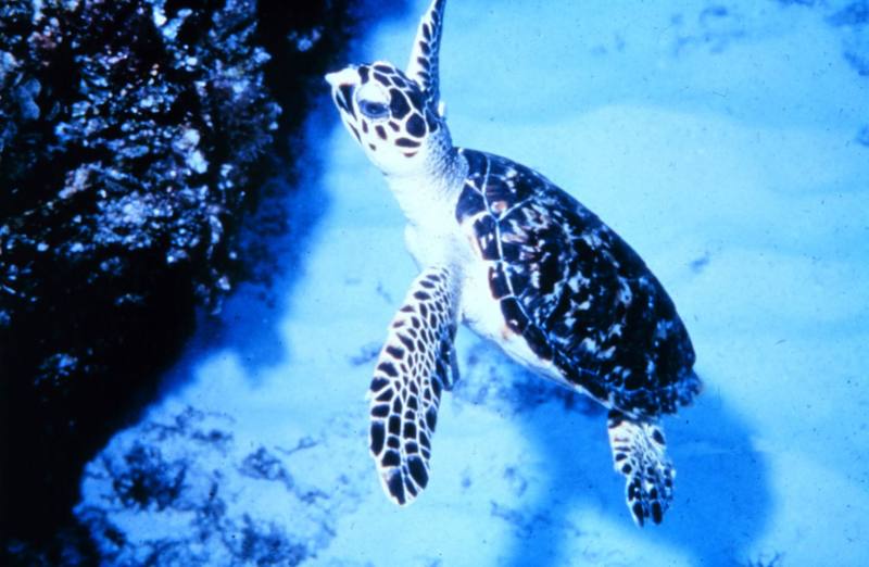 Sea Turtle {!--바다거북류-->; DISPLAY FULL IMAGE.