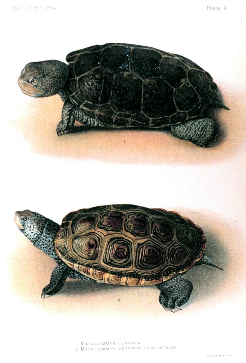 Malaclemmys centrata & Malaclemmys centrata concentrica; DISPLAY FULL IMAGE.