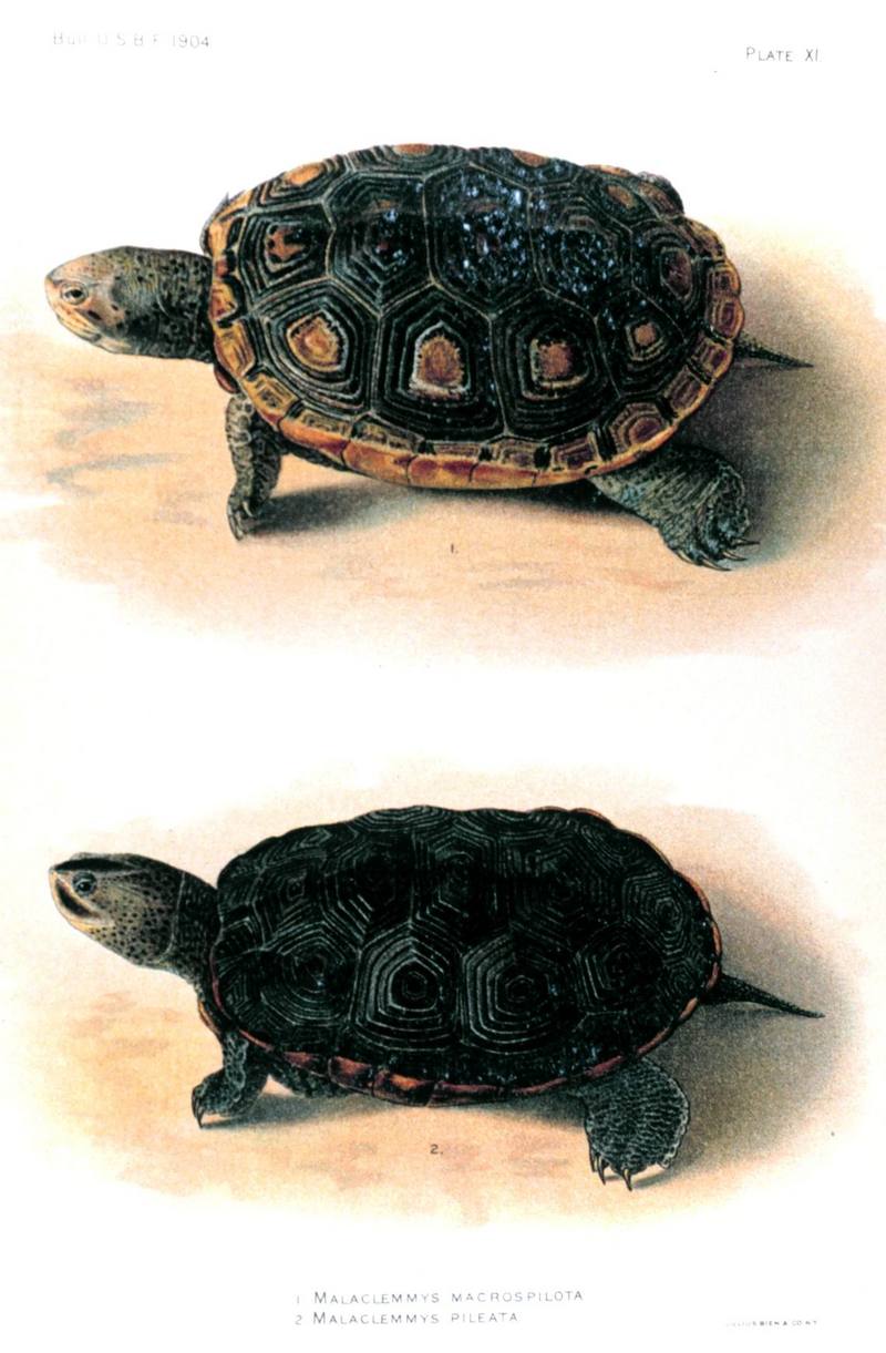 Malaclemmys macrospilota & Malaclemmys pileata; DISPLAY FULL IMAGE.