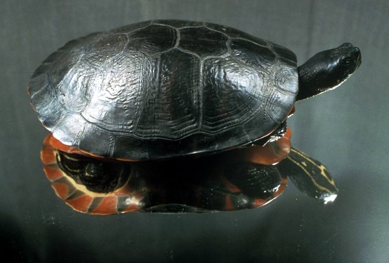 Northern Red-bellied Cooter (Pseudemys rubriventris bangsi) {!--플리머스붉은배거북-->; DISPLAY FULL IMAGE.