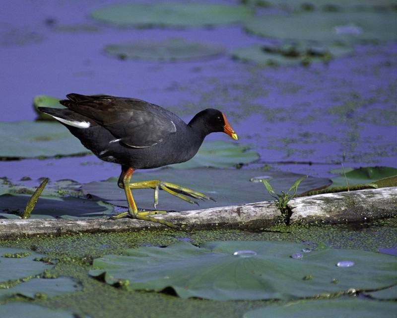 Common Moorhen (Gallinula chloropus) {!--쇠물닭-->; DISPLAY FULL IMAGE.