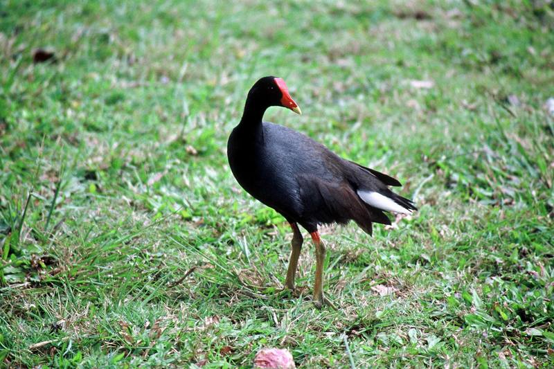 Common Moorhen (Gallinula chloropus) {!--쇠물닭-->; DISPLAY FULL IMAGE.