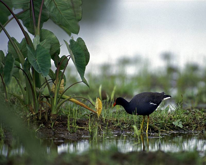 (Common) Hawaiian Moorhen (Gallinula chloropus sandvicensis) {!--하와이 쇠물닭-->; DISPLAY FULL IMAGE.