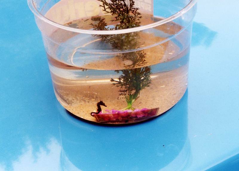 Sea Horse {!--해마(海馬)-->; DISPLAY FULL IMAGE.