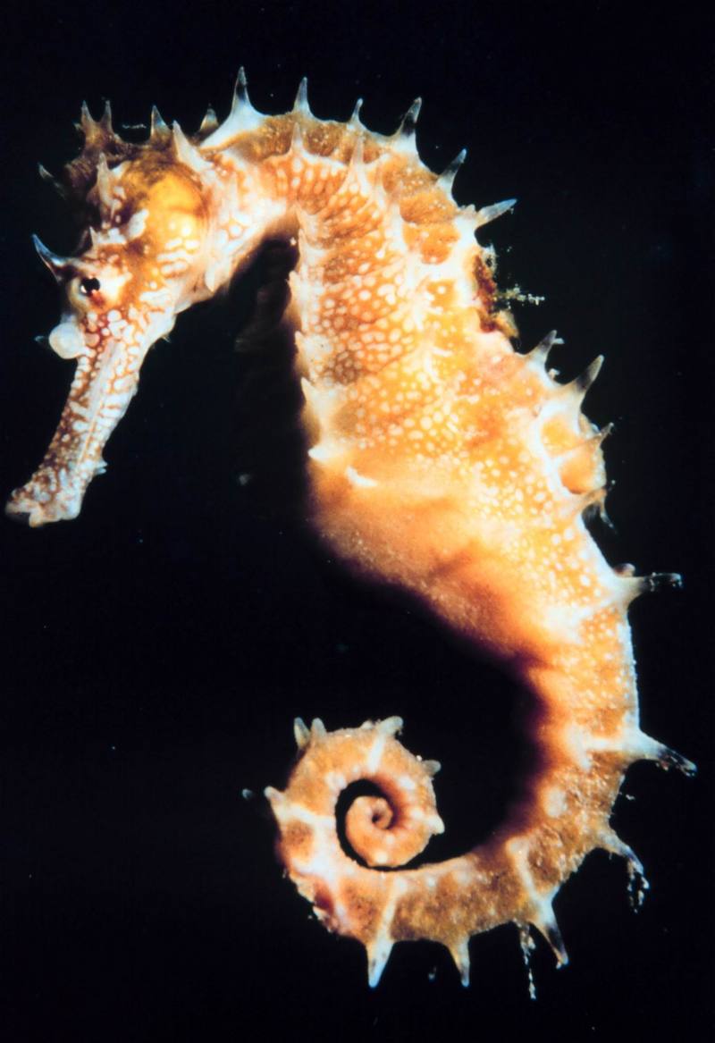 Sea Horse {!--해마(海馬)-->; DISPLAY FULL IMAGE.
