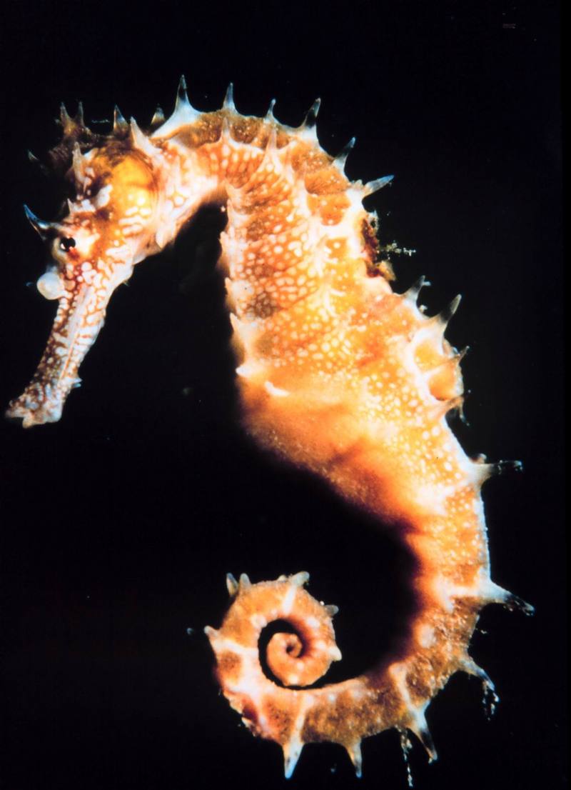 Sea Horse {!--해마(海馬)-->; DISPLAY FULL IMAGE.