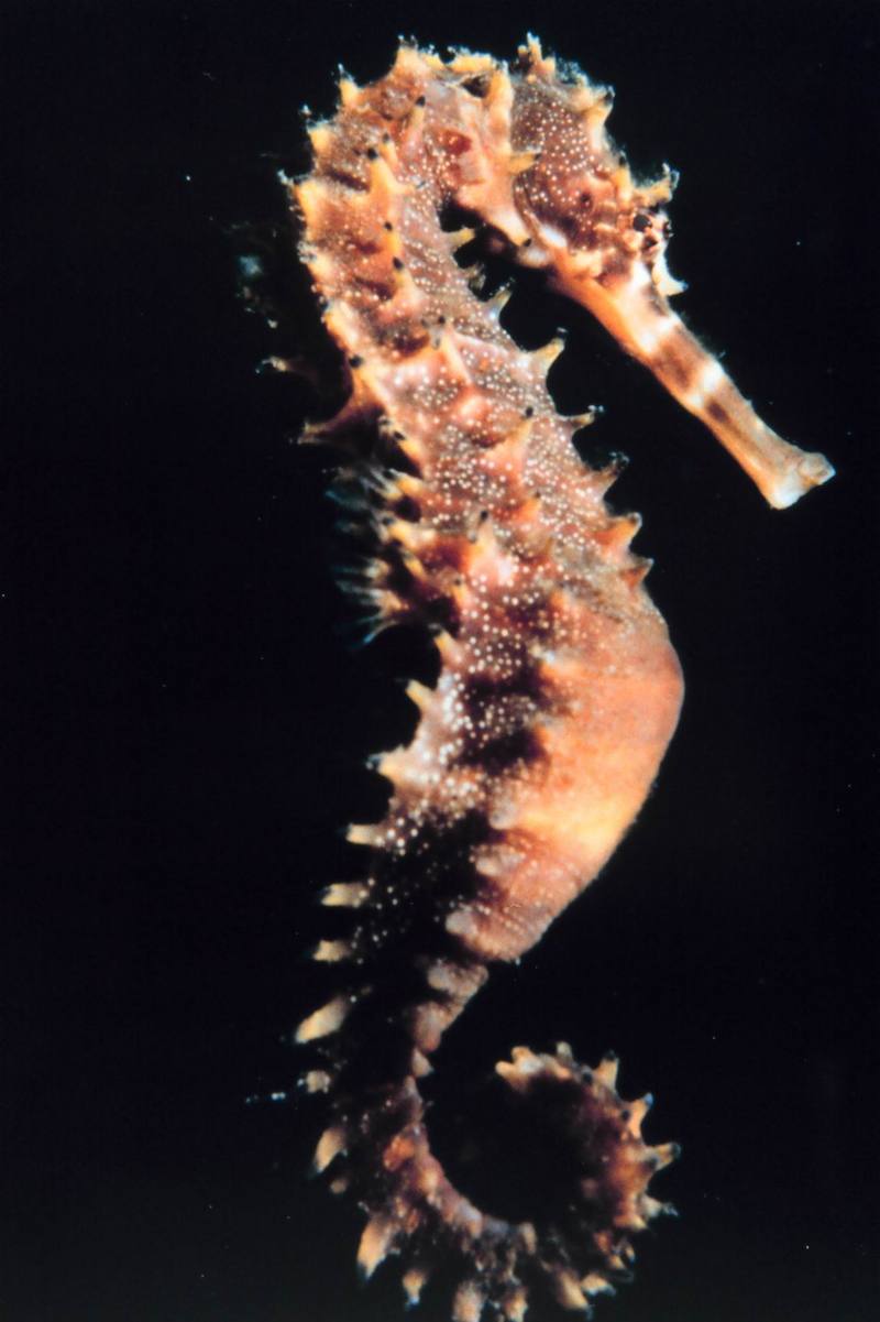 Sea Horse {!--해마(海馬)-->; DISPLAY FULL IMAGE.